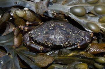 Green Shore Crab (Carcinus Maenus)/European Green Crab hidden in layers of green seaweed