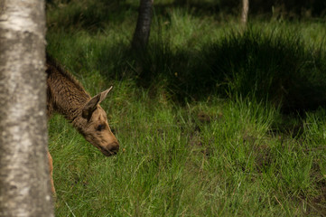 moose foal