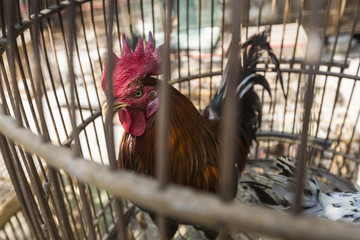 Caged rooster ready to sell at street market in Yogjakarta, Indo