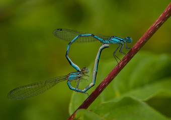 Mating Damselflies