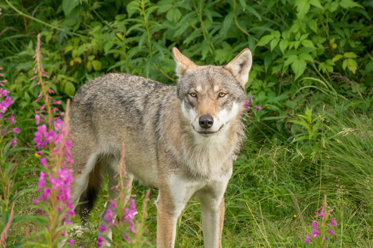 Fototapeta An alert wolf