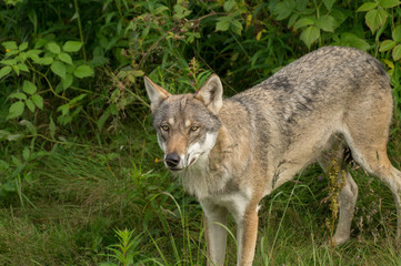 An alert wolf