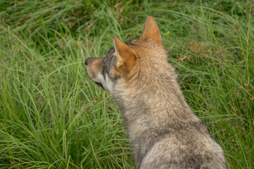 An alert wolf