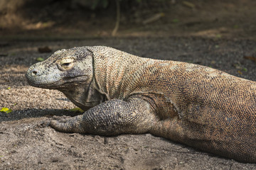 Fototapeta premium Komodo Dragon, the largest lizard in the world