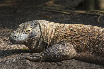 Komodo Dragon, the largest lizard in the world