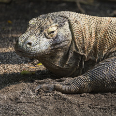 Komodo Dragon, the largest lizard in the world