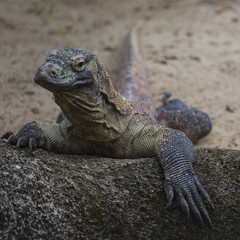 Komodo Dragon, the largest lizard in the world