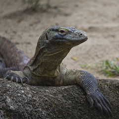 Komodo Dragon, the largest lizard in the world