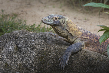 Komodo Dragon, the largest lizard in the world
