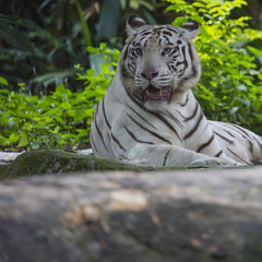 Rare Black and White Striped Adult Tiger