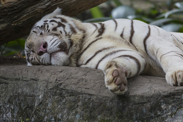 Fototapeta premium Rare Black and White Striped Adult Tiger