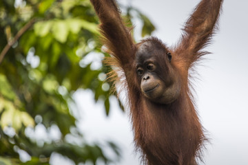 Orangutan in the jungle of Borneo Indonesia.