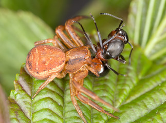 Ground crab spider, Xysticus feeding on caught ant