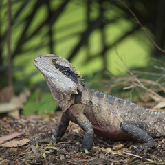 Australian Water Dragon