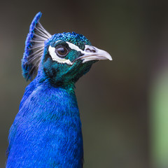Head of beautiful male peacock