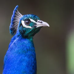 Tableaux ronds sur plexiglas Paon Head of beautiful male peacock