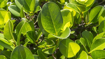 green tropical leaves