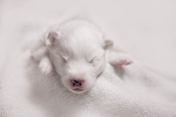 Adorable sleeping white puppy