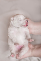 Adorable sleeping white puppy