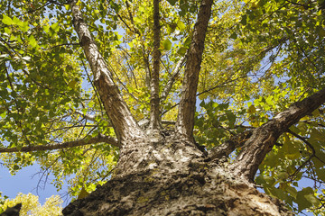 Tree trunk. Sunny autumn day