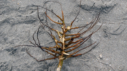 Wet root on the beach
