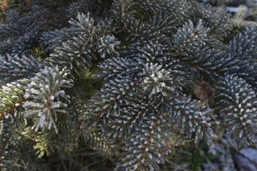 Snow-covered tree branches
