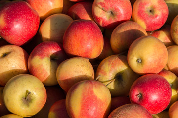 A lot of fresh persimmon