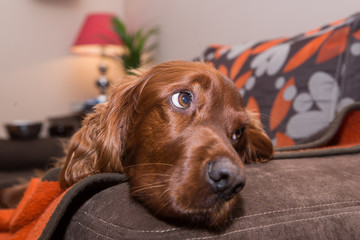 sleeping dog
