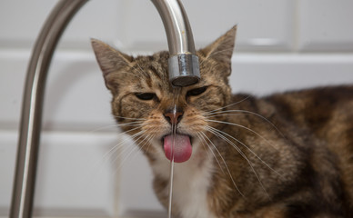 Cat drinking water

