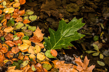 fiesta de hojas de otoño