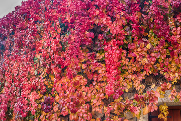 Virginia creeper on stone walls