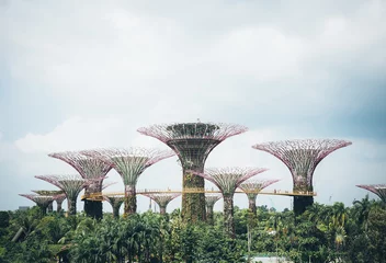 Foto auf Acrylglas supertree grove im garten an der bucht - singapur © topntp