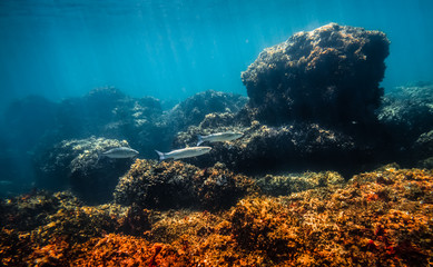 Fototapeta na wymiar Underwater Scene with Overgrown Rocks and Fish