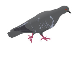 pigeon on the ground realistic vector  illustration