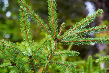 Fir Christmas Tree Branch with rain drops
