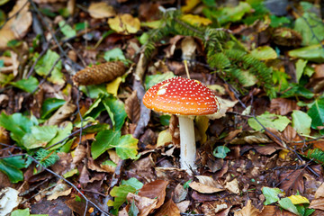 Mushrooms in the forest