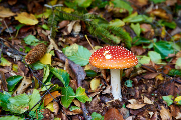 Mushrooms in the forest