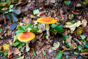 Mushrooms in the forest