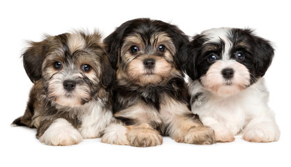 Havanese Puppies