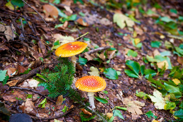 Mushrooms in the forest