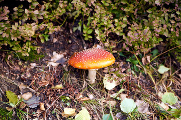 Mushrooms in the forest