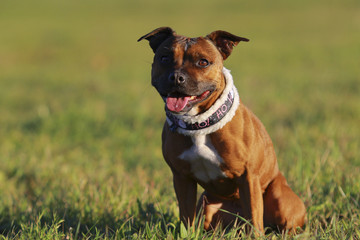 staffordshire bull terrier posing