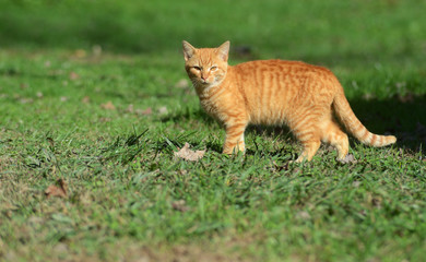 Naklejka na ściany i meble Yellow cat walking through green grass.