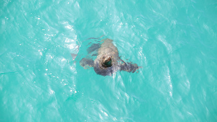 Sea lion playing in water, Venice Beach, California, USA.