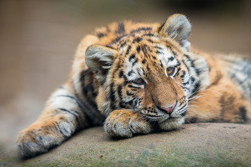 Cute tiger cub resting lazily