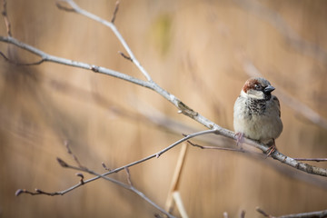 House Sparrow (Passer domesticus)