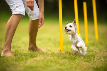 Cute little dog doing agility drill - running slalom, being obed - obrazy, fototapety, plakaty