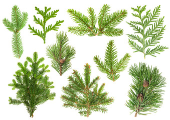 Set of coniferous tree branches. Spruce, pine, thuja, fir © LiliGraphie