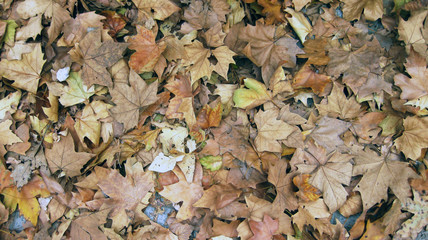 Otoño  