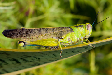 Grasshopper on a leaf